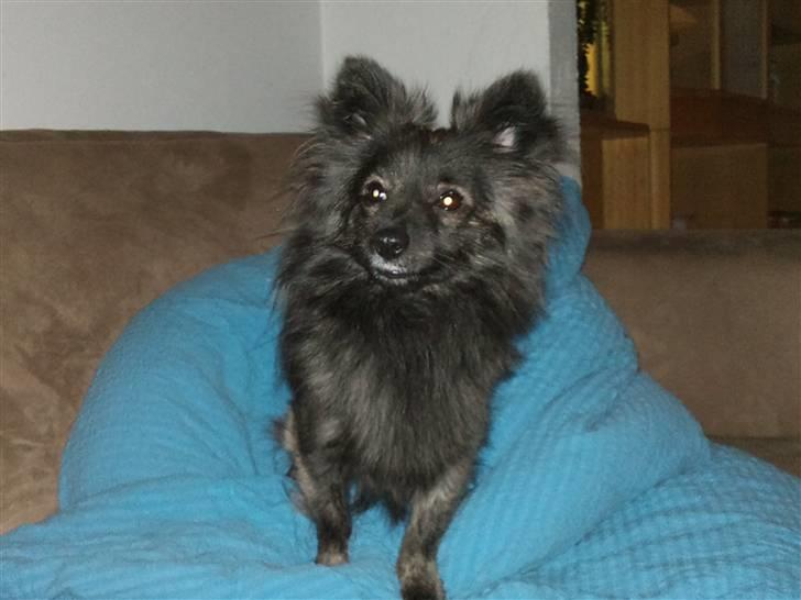 Blanding af racer chico billede 8