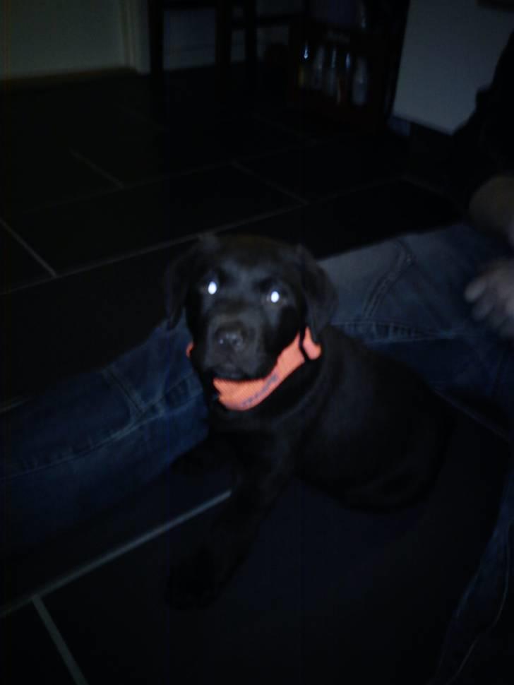 Labrador retriever Tyson - Jagthund skal han nok blive. billede 2