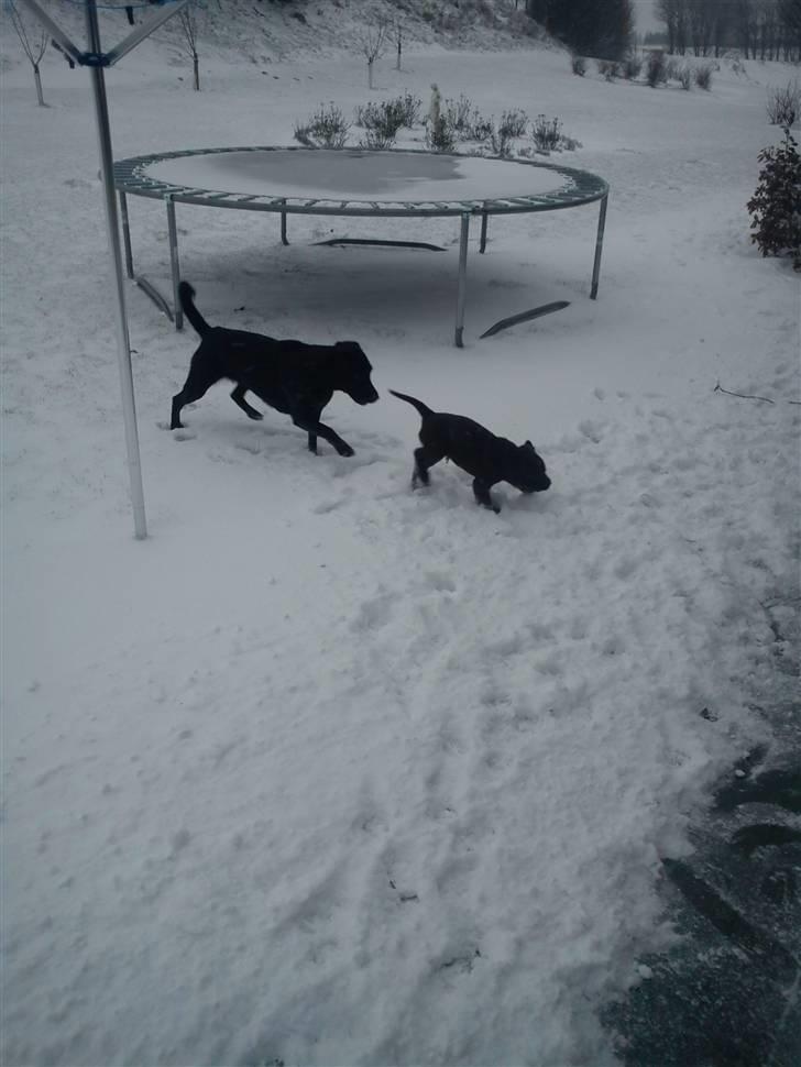 Labrador retriever Tyson - Elsker at lege med Karla billede 3