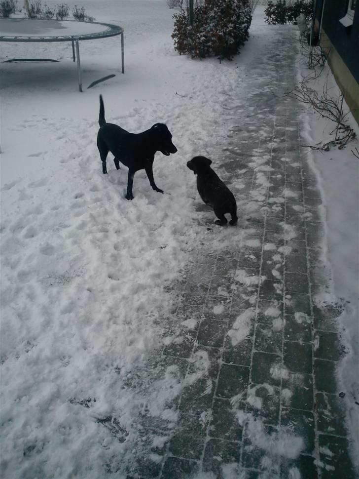 Labrador retriever Tyson - Elsker at lege med Karla billede 4