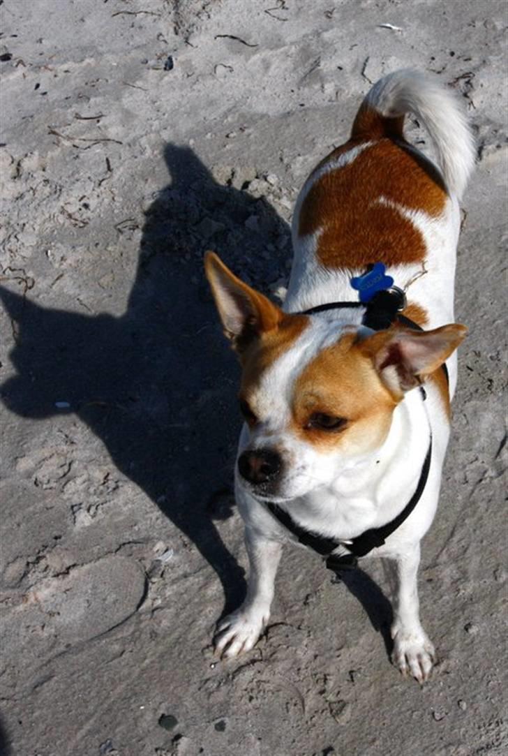 Chihuahua Pontus  billede 14