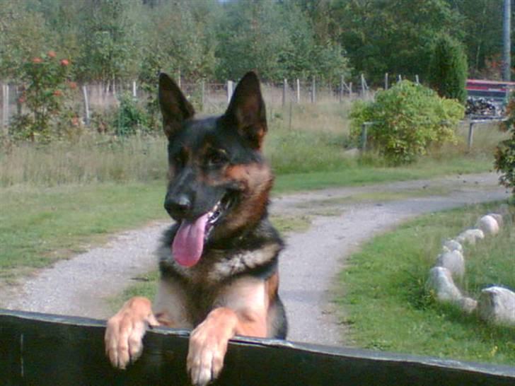 Schæferhund Herto - Her vogter jeg billede 1