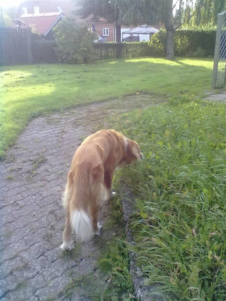 Blanding af racer Kvaser<3<3 - jeg er sund jeg æder græs billede 8