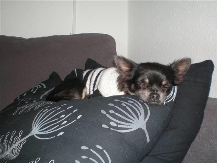 Chihuahua Tila billede 11