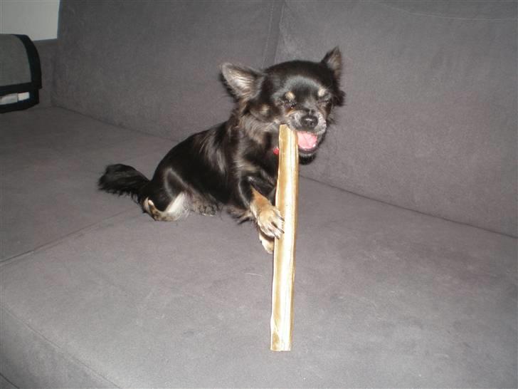 Chihuahua Tila billede 5