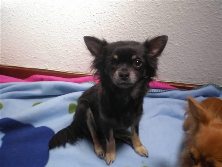 Chihuahua Tila billede 7