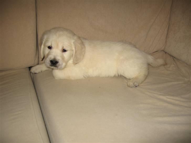 Golden retriever Tumle billede 1