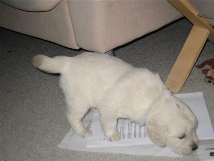 Golden retriever Tumle billede 2