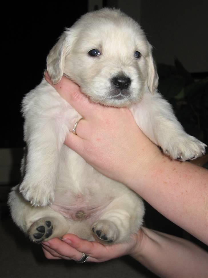 Golden retriever Tumle billede 3