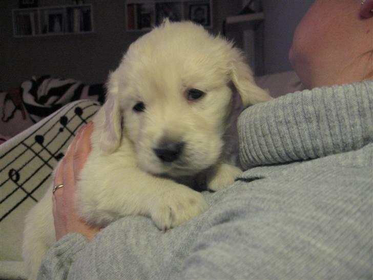 Golden retriever Tumle billede 4