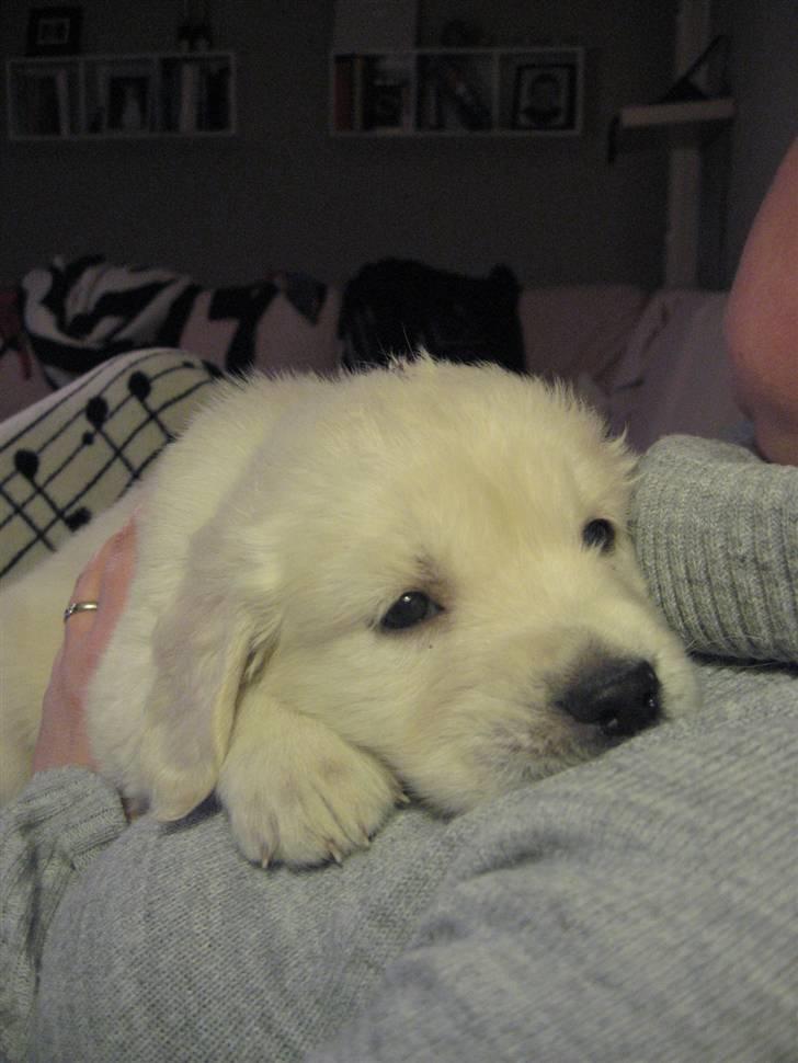 Golden retriever Tumle billede 5