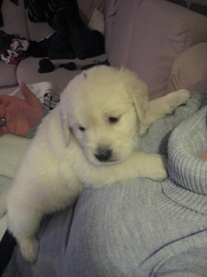 Golden retriever Tumle billede 6