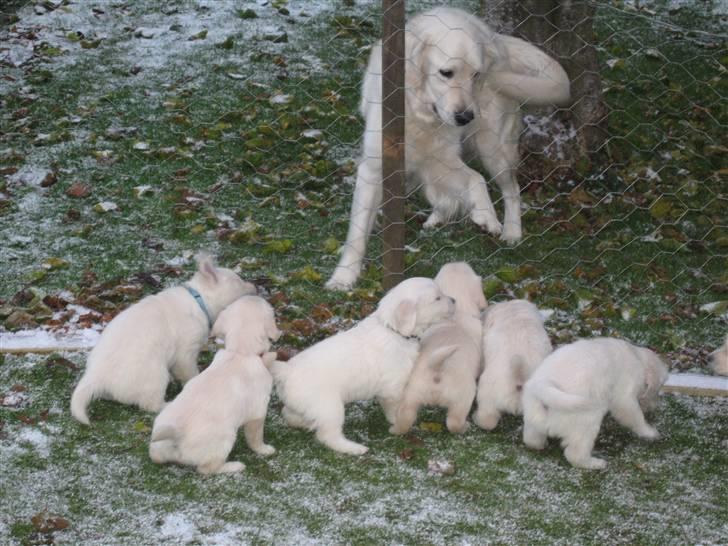 Golden retriever Tumle billede 8