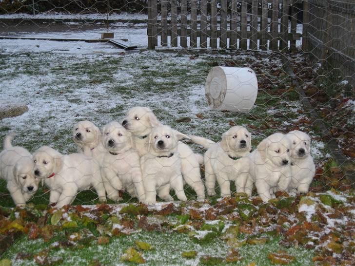 Golden retriever Tumle billede 9