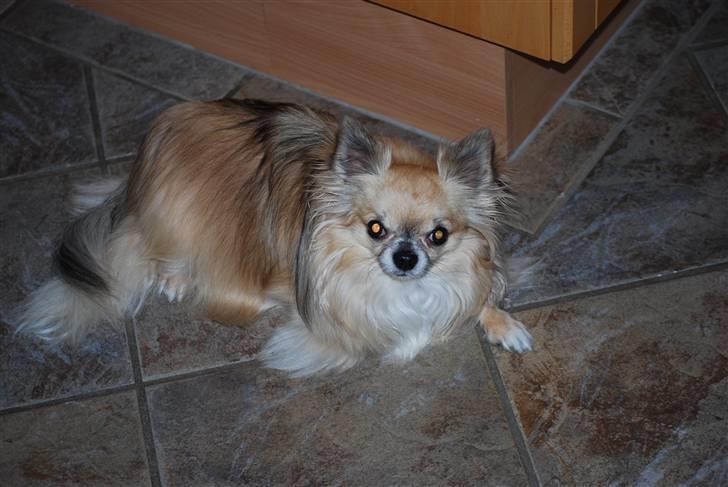 Chihuahua Minimo Perro's Cotilleo billede 12