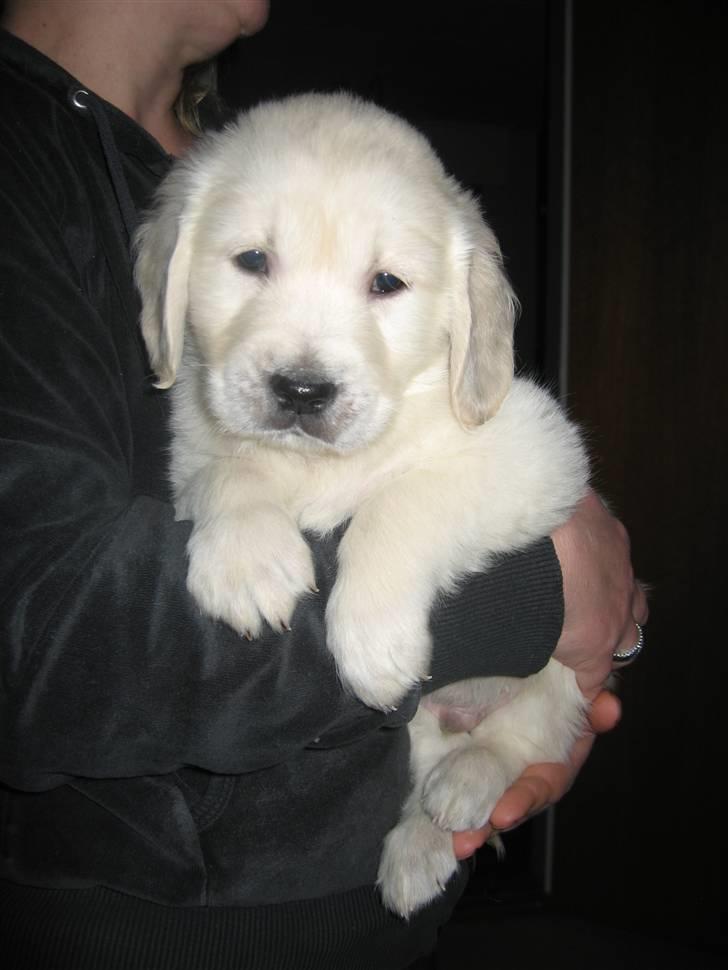 Golden retriever Tumle billede 10