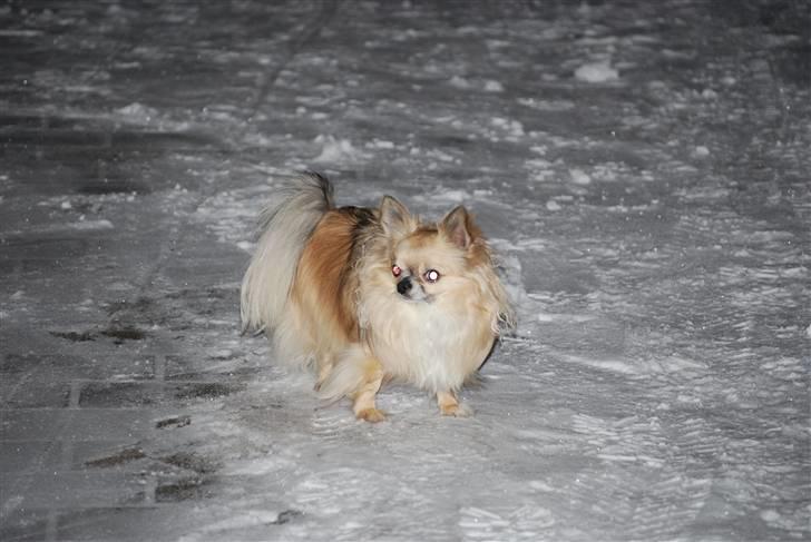 Chihuahua Minimo Perro's Cotilleo billede 13