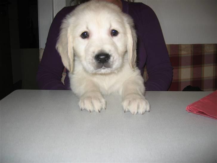 Golden retriever Tumle billede 11