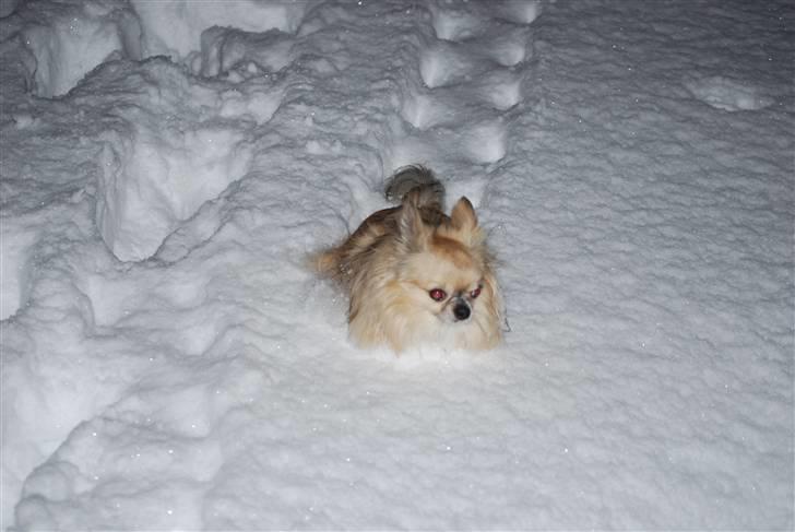 Chihuahua Minimo Perro's Cotilleo billede 14