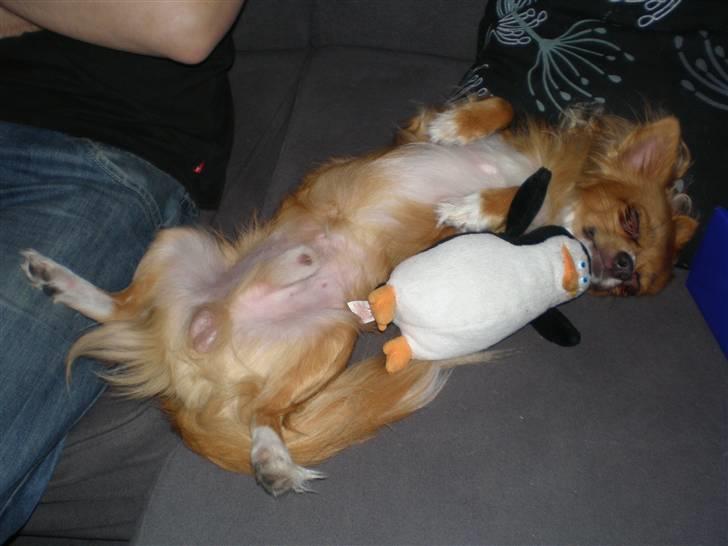 Chihuahua Simba billede 6