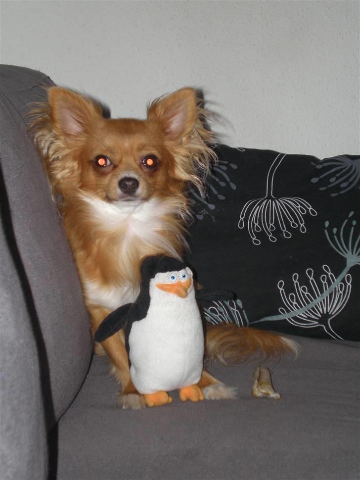 Chihuahua Simba billede 7