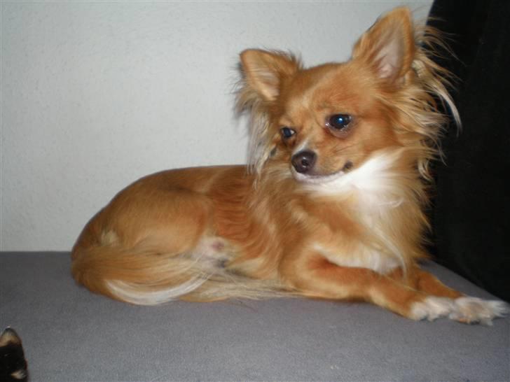 Chihuahua Simba billede 8