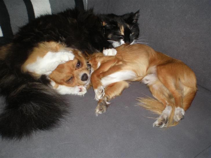 Chihuahua Simba billede 10