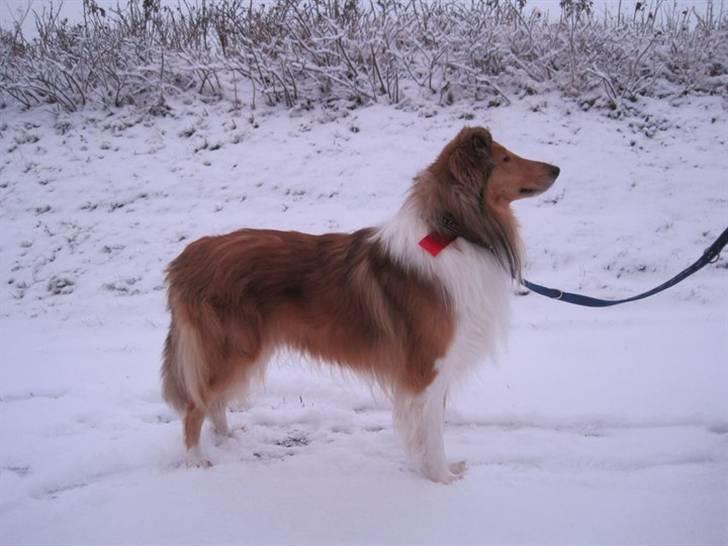 Collie langhåret Lassies American Fellow (Himmelhund) - 18 December 2010 - lige efter vi får vores 1. rallypind :-) billede 14