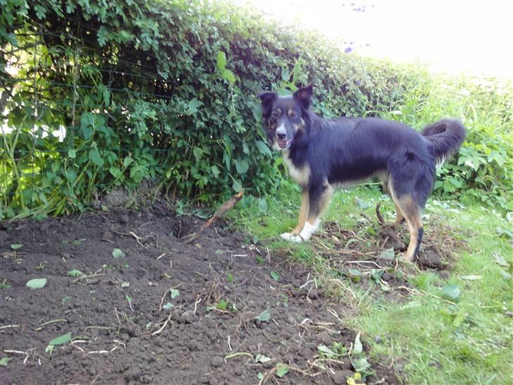 Border collie Rex billede 12