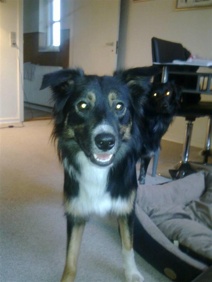 Border collie Rex billede 13