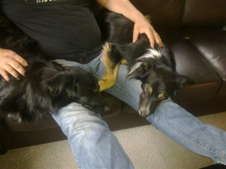 Border collie Rex billede 14