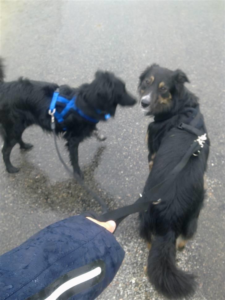 Border collie Rex billede 15