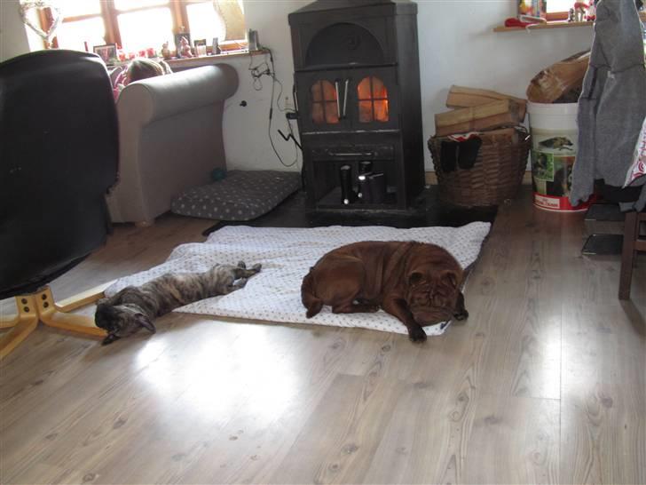 Bullmastiff Karla - Karla og Gloria hygger foran brændeovnen.. billede 10