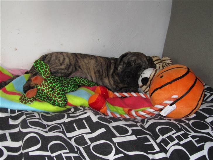 Bullmastiff Karla - Karla så træt...ZZZzzzzzzz billede 11