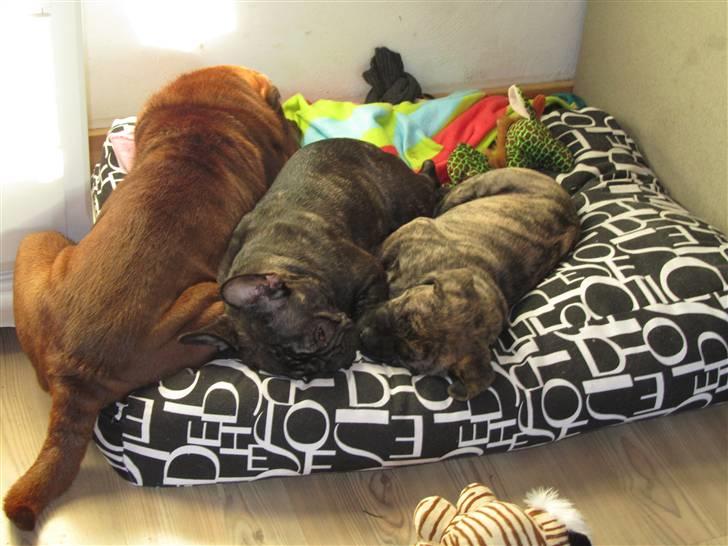 Bullmastiff Karla - Gloria,Casey og Karla putter... billede 12