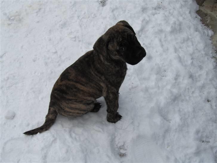 Bullmastiff Karla - Er jeg ikke sød.... billede 13