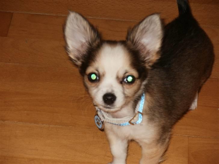 Chihuahua Smølfen billede 15