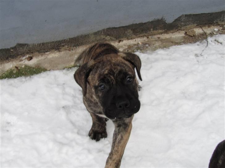 Bullmastiff Karla - Karla i fuld fart billede 14