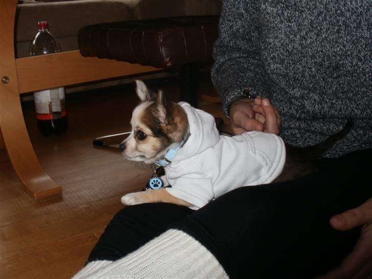 Chihuahua Smølfen billede 16