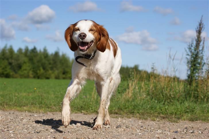 Breton Nicky billede 3