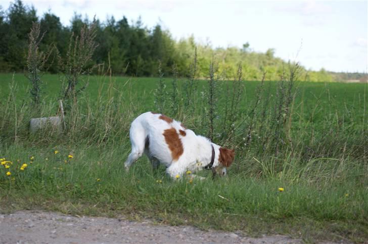 Breton Nicky billede 4