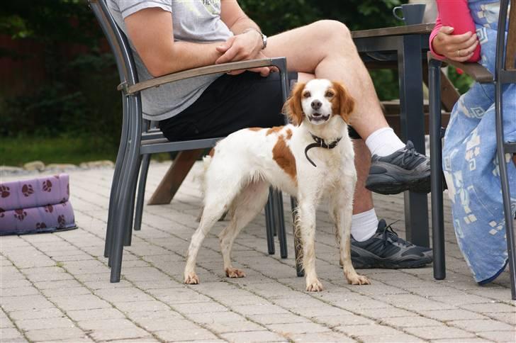 Breton Nicky billede 5