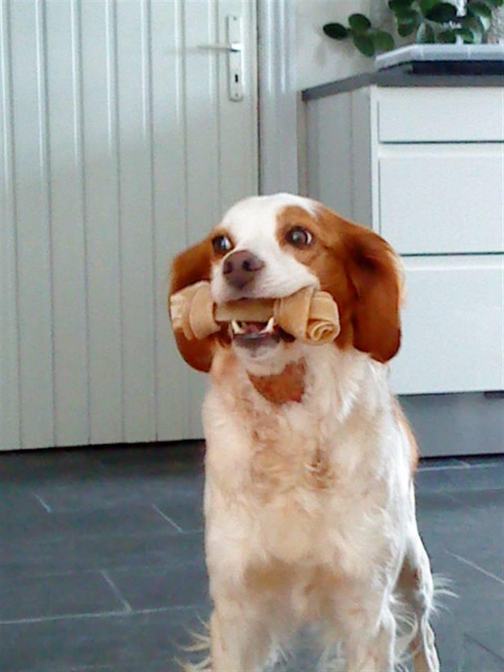 Breton Nicky billede 6