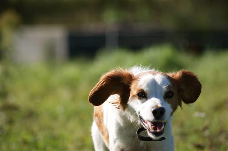 Breton Nicky billede 7