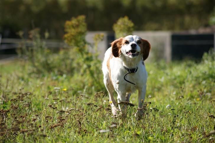 Breton Nicky billede 8