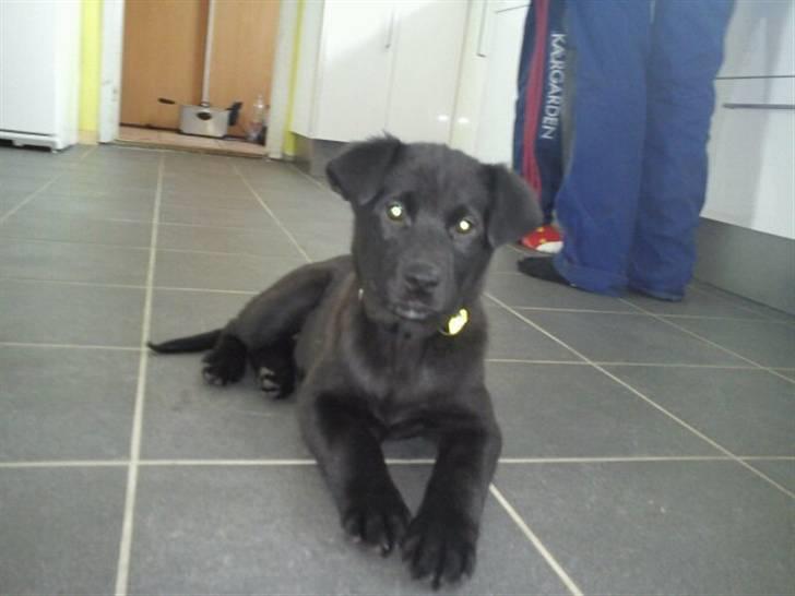 Blanding af racer Thilde billede 1