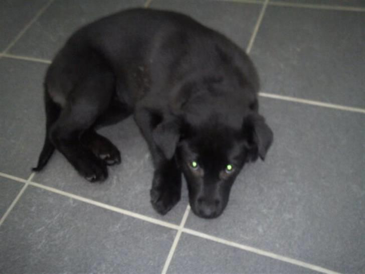 Blanding af racer Thilde billede 2