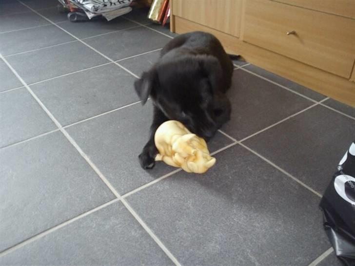 Blanding af racer Thilde billede 3