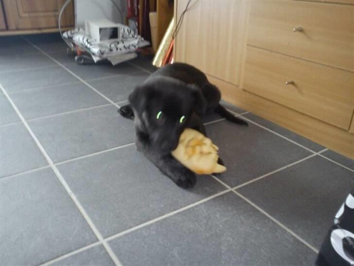 Blanding af racer Thilde billede 4