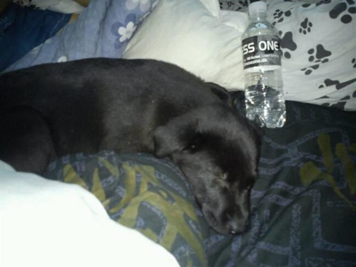 Blanding af racer Thilde billede 5